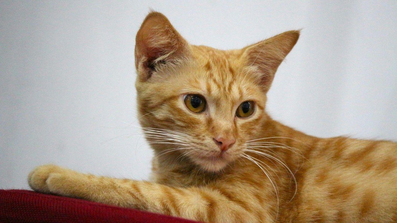Sever do Vouga lança concurso público para centro de recolha animal
