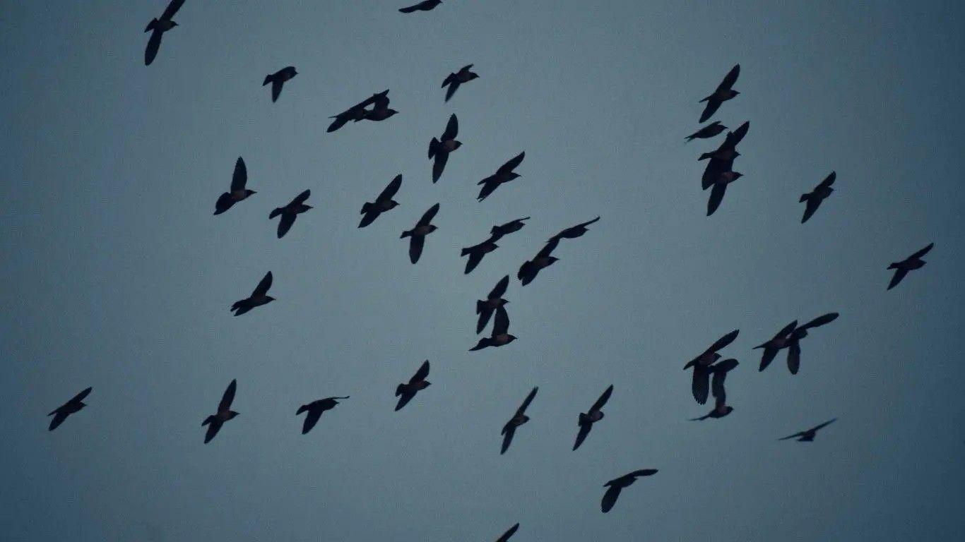 Confirmado novo foco de gripe das aves no concelho da Murtosa