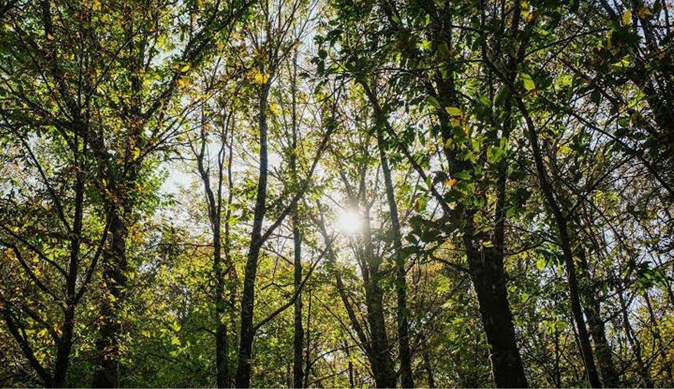 Arouca terá Floresta Ativista a evocar Greta, Capicua e Lourdes Pintasilgo