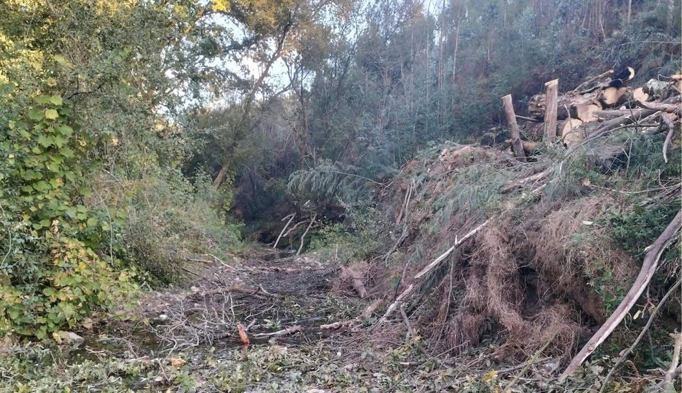 Quercus denuncia alegado atentado ambiental em Águeda