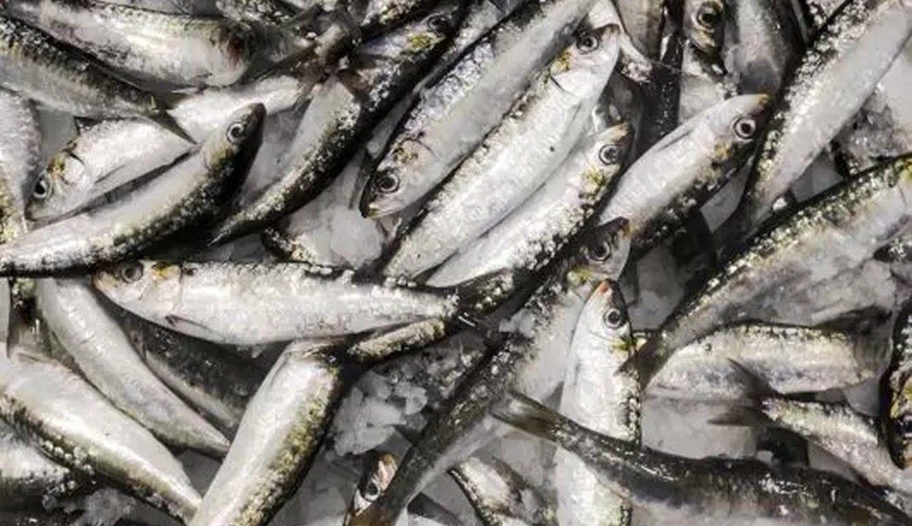 Apreendidos quase 900 quilogramas de sardinha em Aveiro por excesso de captura