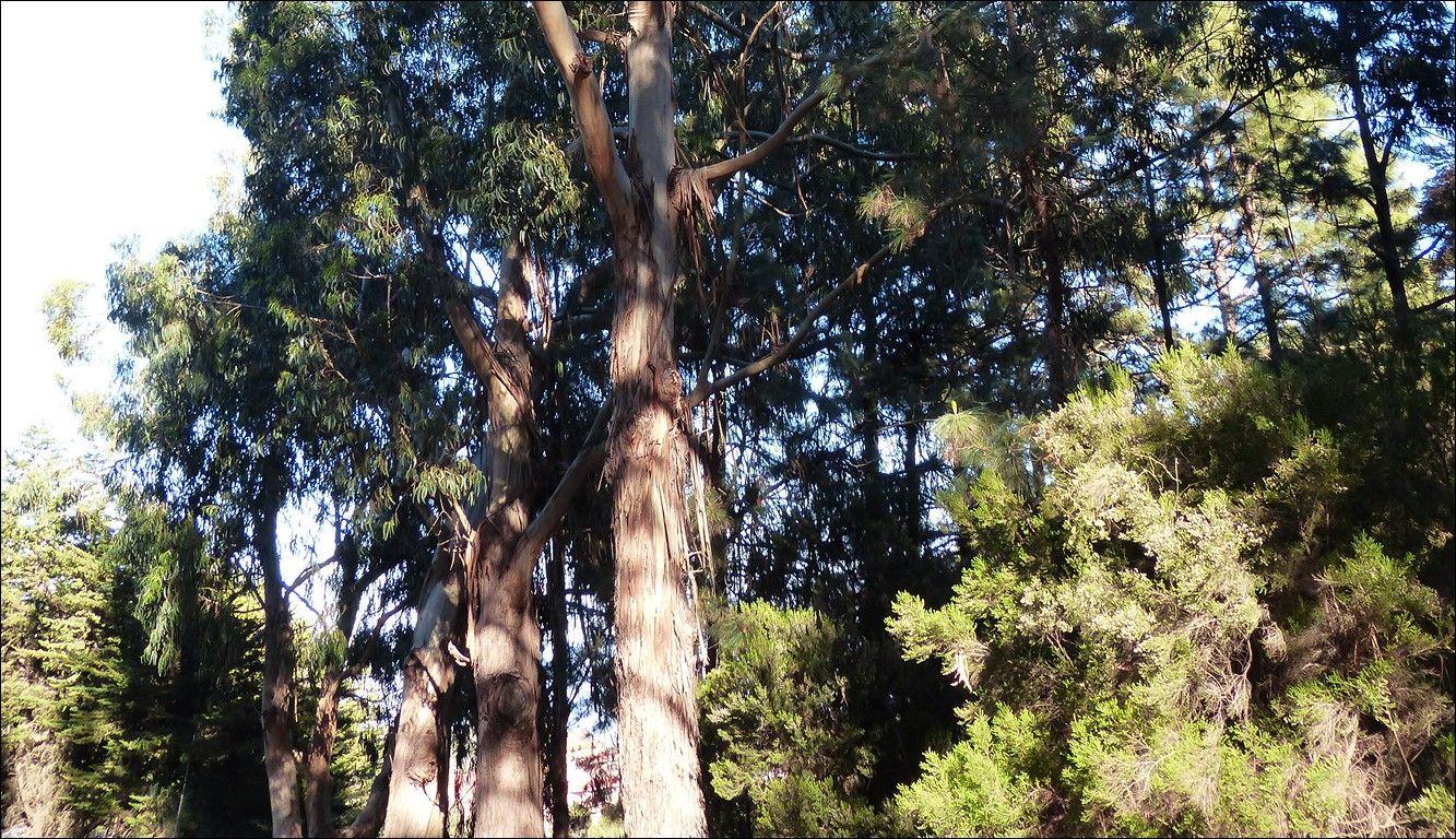 Quercus quer revogação das licenças de plantação de eucaliptos em Águeda