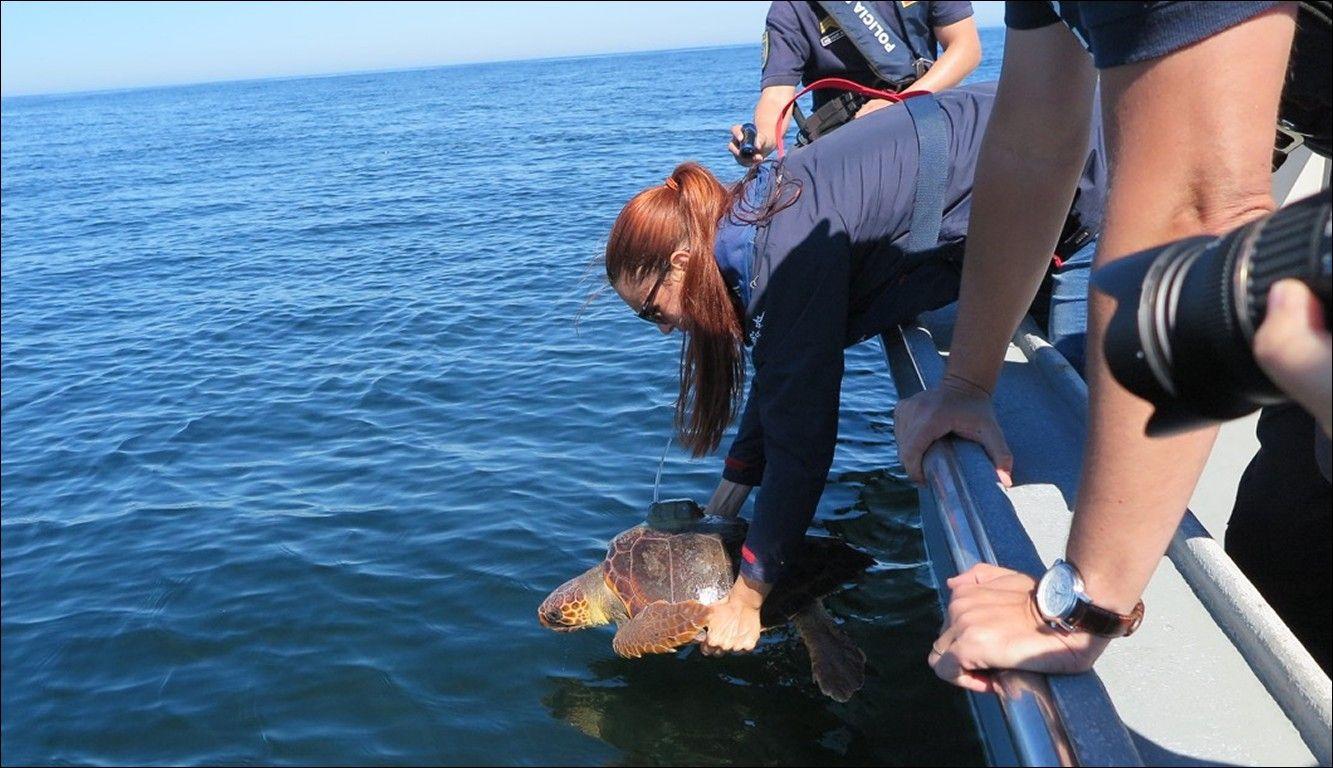 Duas tartarugas reabilitadas foram libertadas ao largo de Aveiro