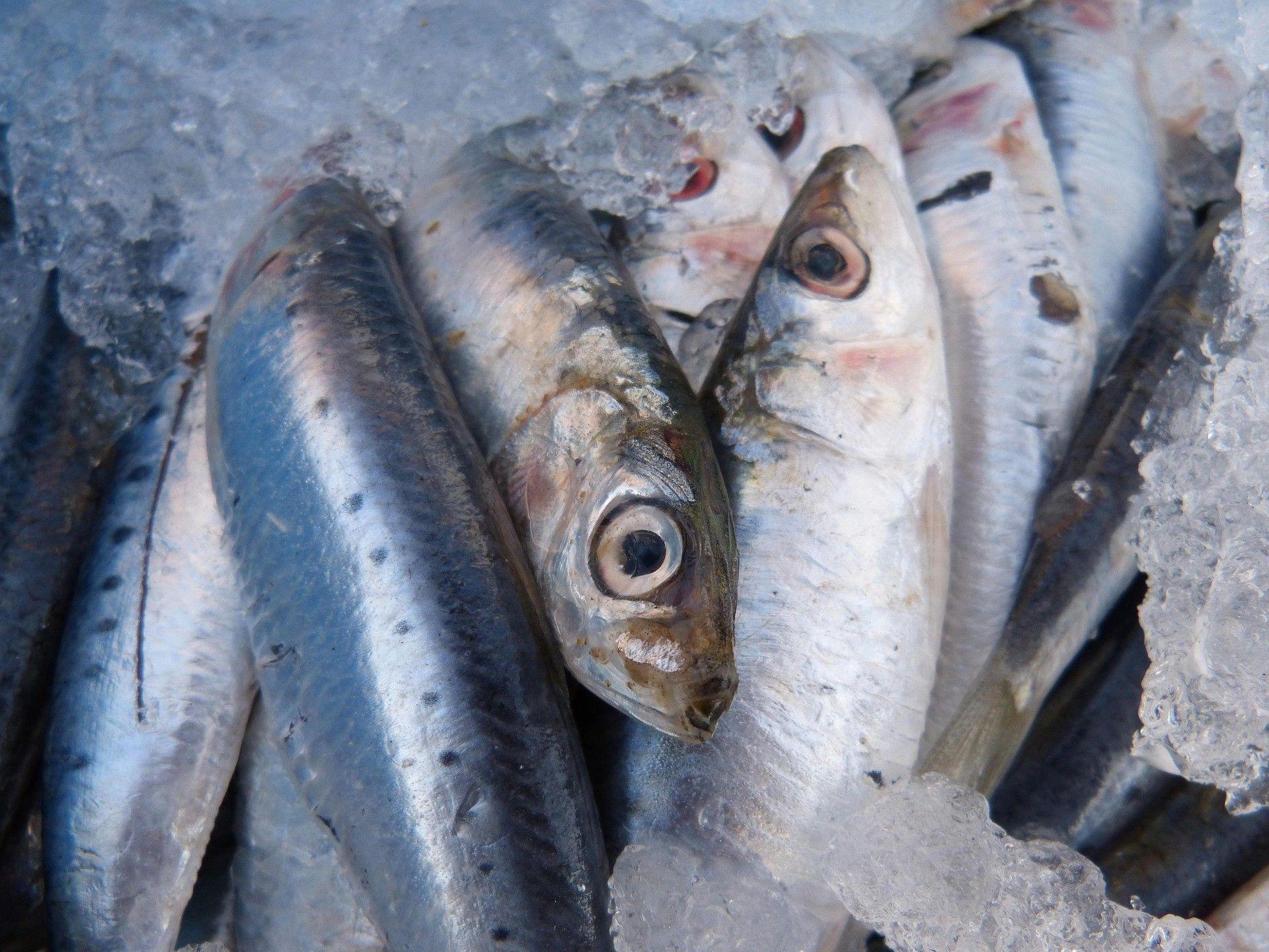 GNR apreende mais de 2.800 quilos de sardinha pequena na Lota de Aveiro