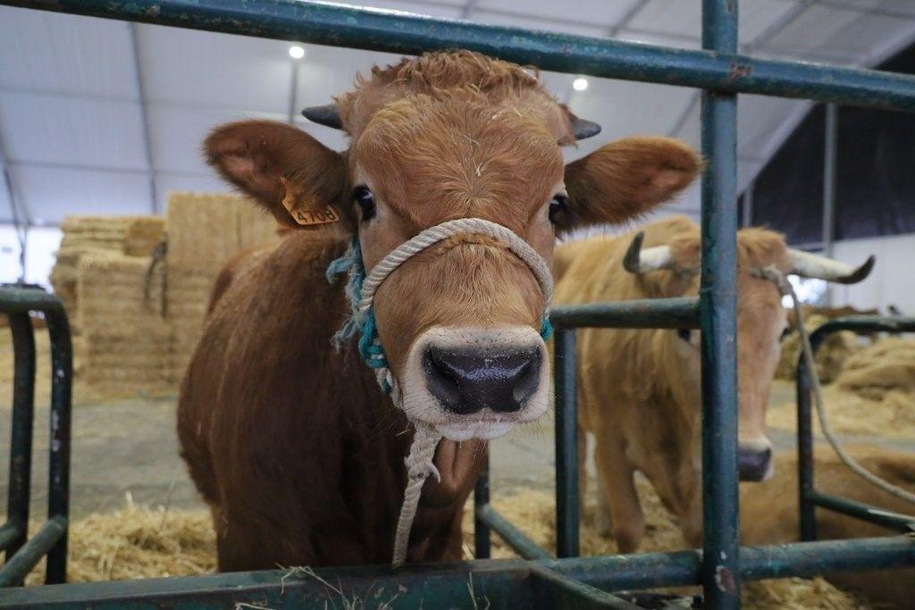 AgroVouga 2026 será encurtada e não terá vacas; Organização alega “prudência” por situação sanitária